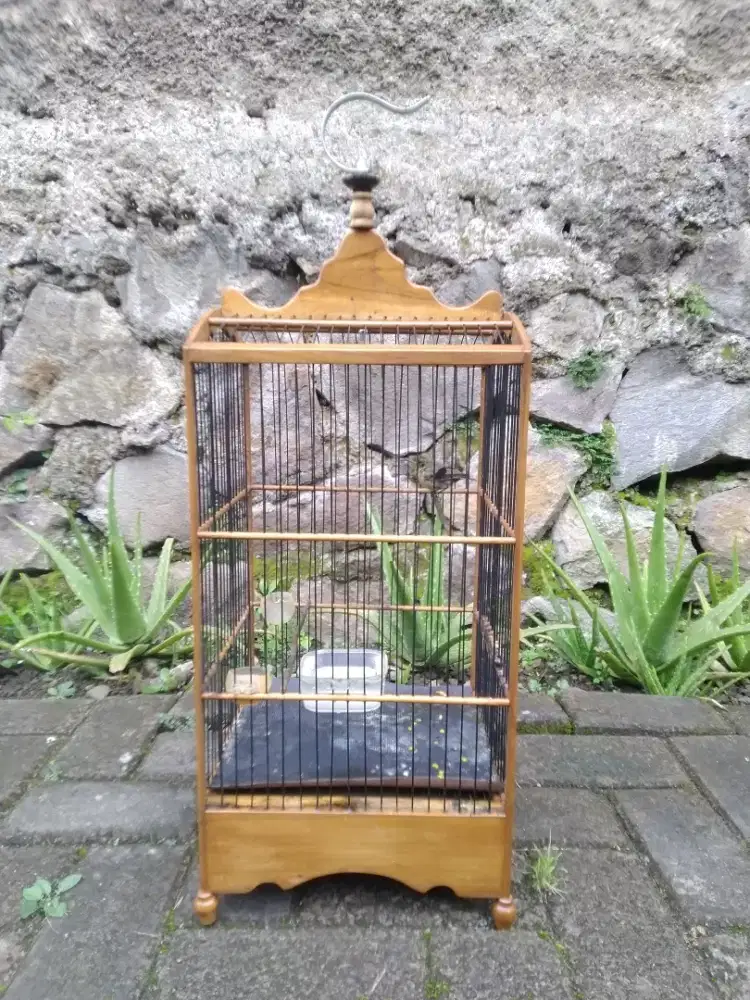 Jual Konin Jantan Trotol Metalik Prospek Gacor