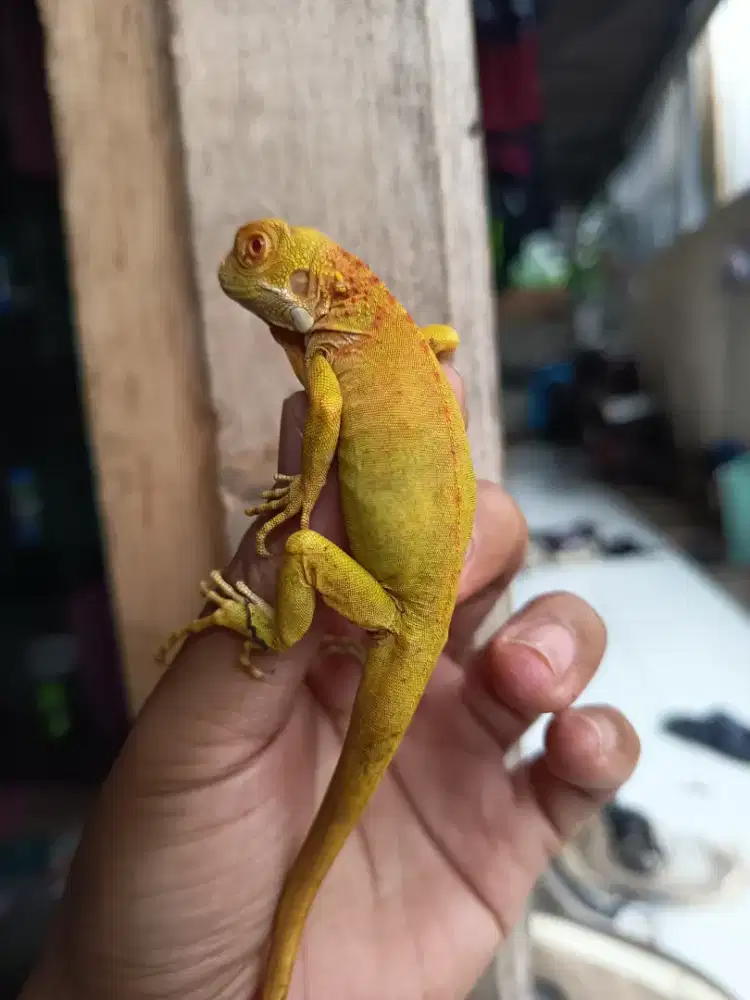 Iguana red albino