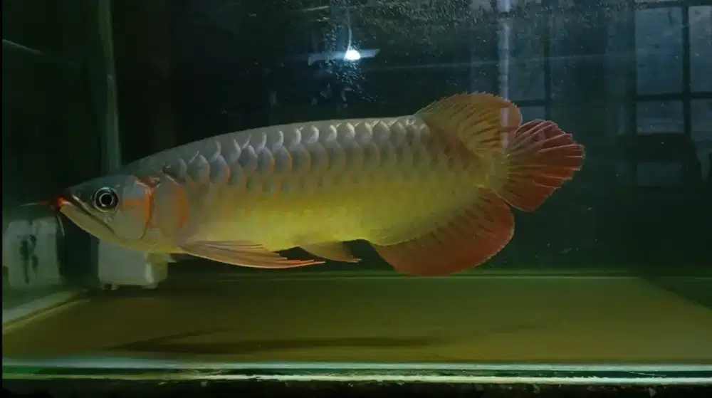 Arwana super red 33cm