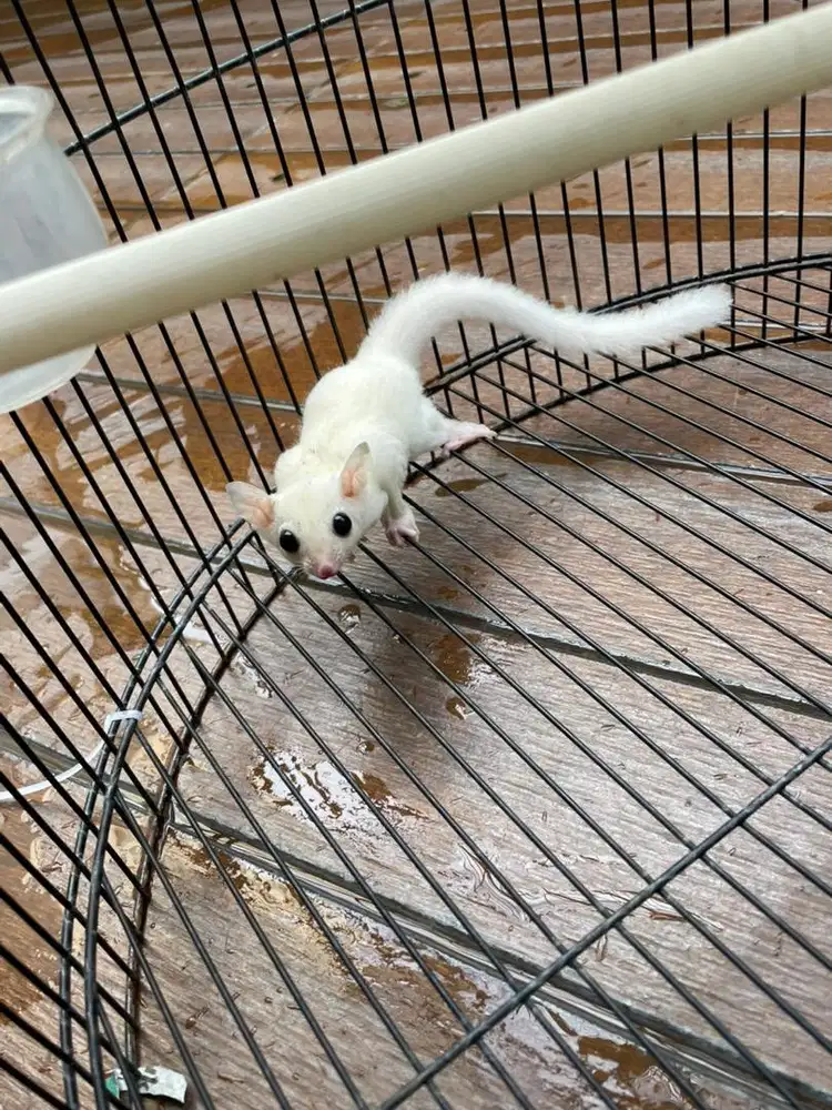 Jual sugar glider leucistic betina