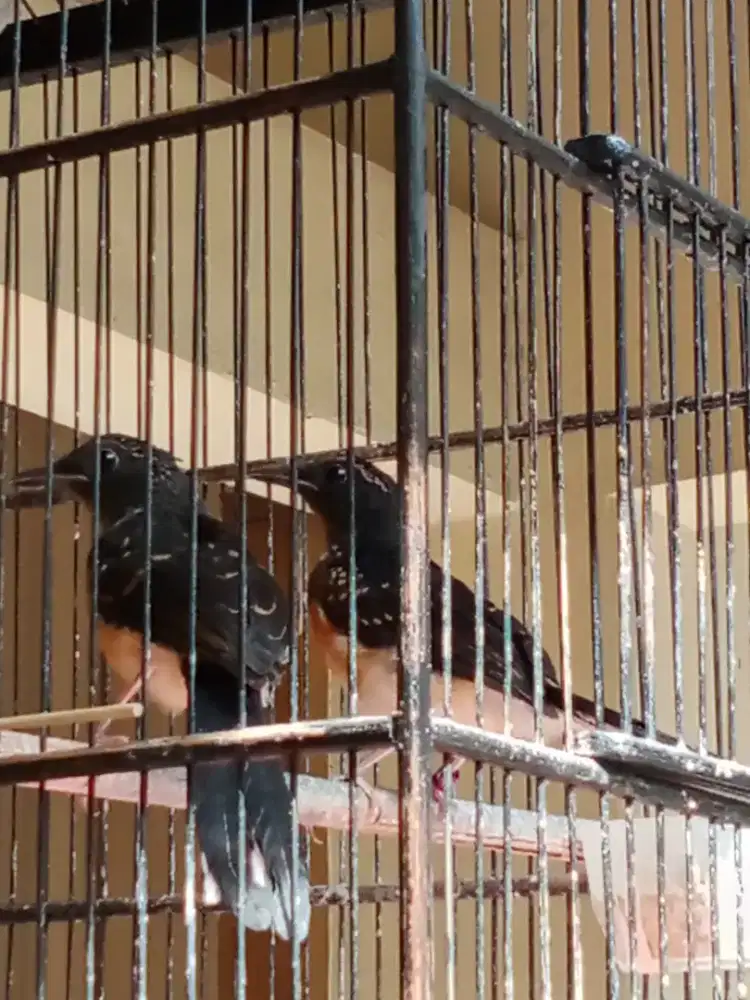 bismillah dijual murai batu trotol umur 1.5 bulan jantan satuan