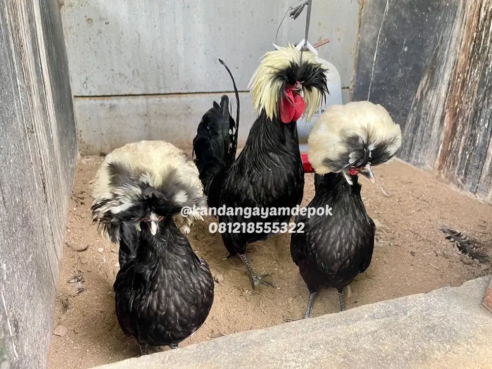 Ayam poland jambul putih