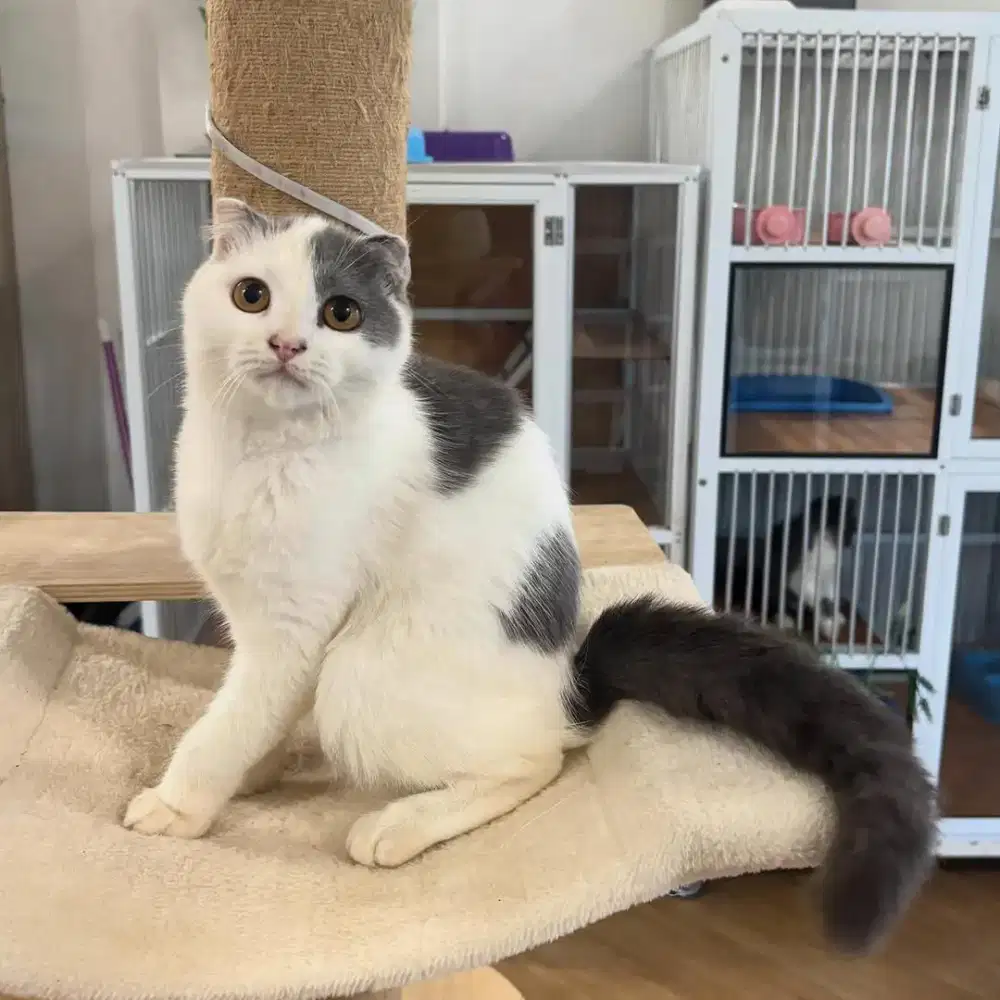 Scootish Fold Jantan