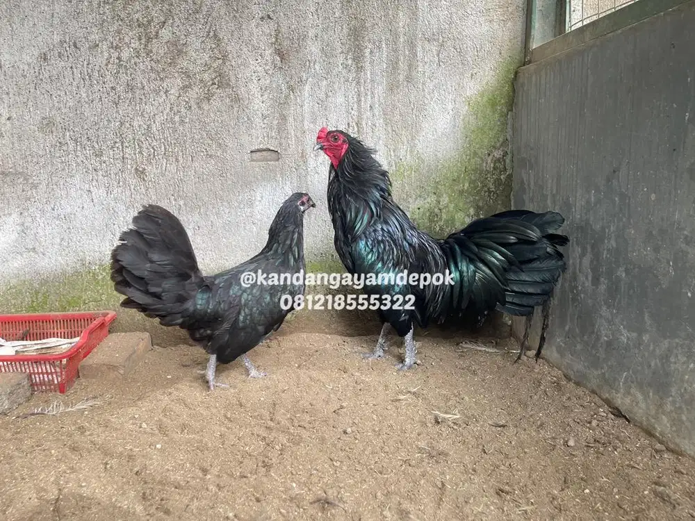 Ayam black sumatra sepasang