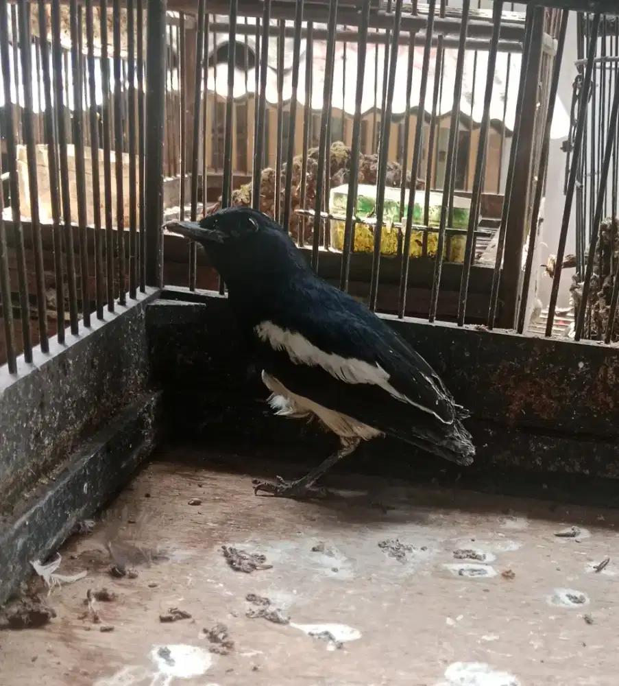 Burung kacer minus kuku ilang 1