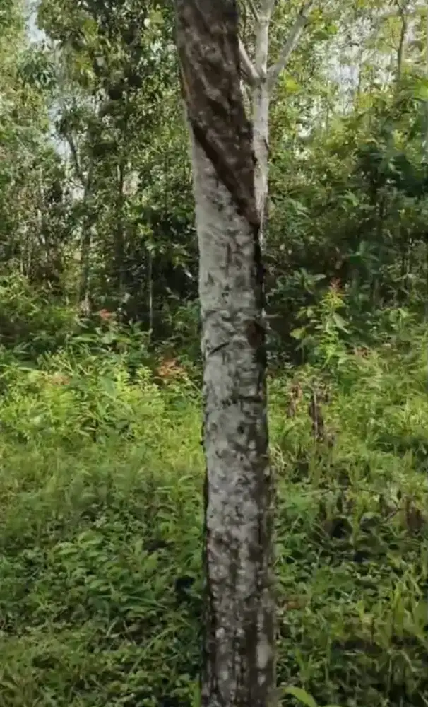 Dijual tanah kebun karet