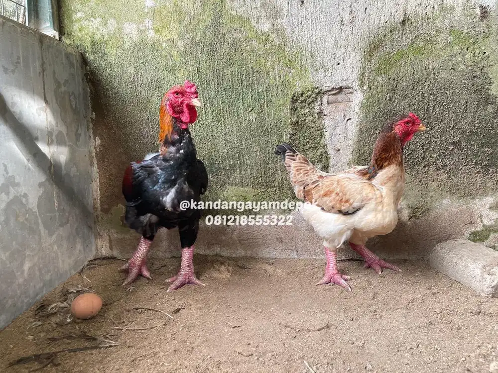 Ayam Dong tao / ayam kaki gajah