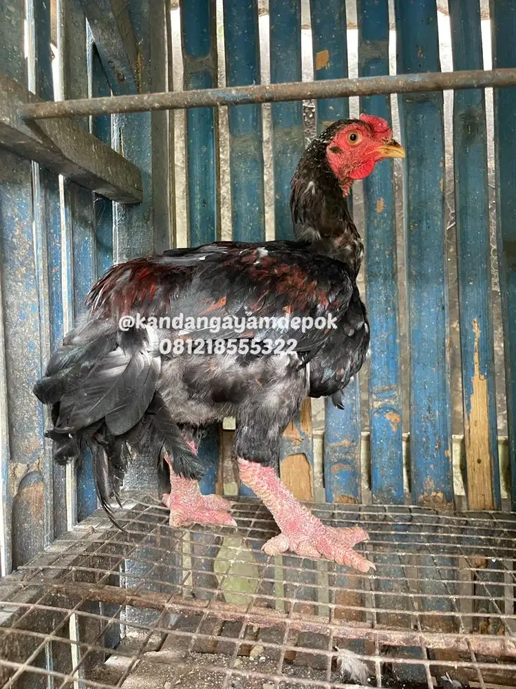 Ayam dong tao jantan