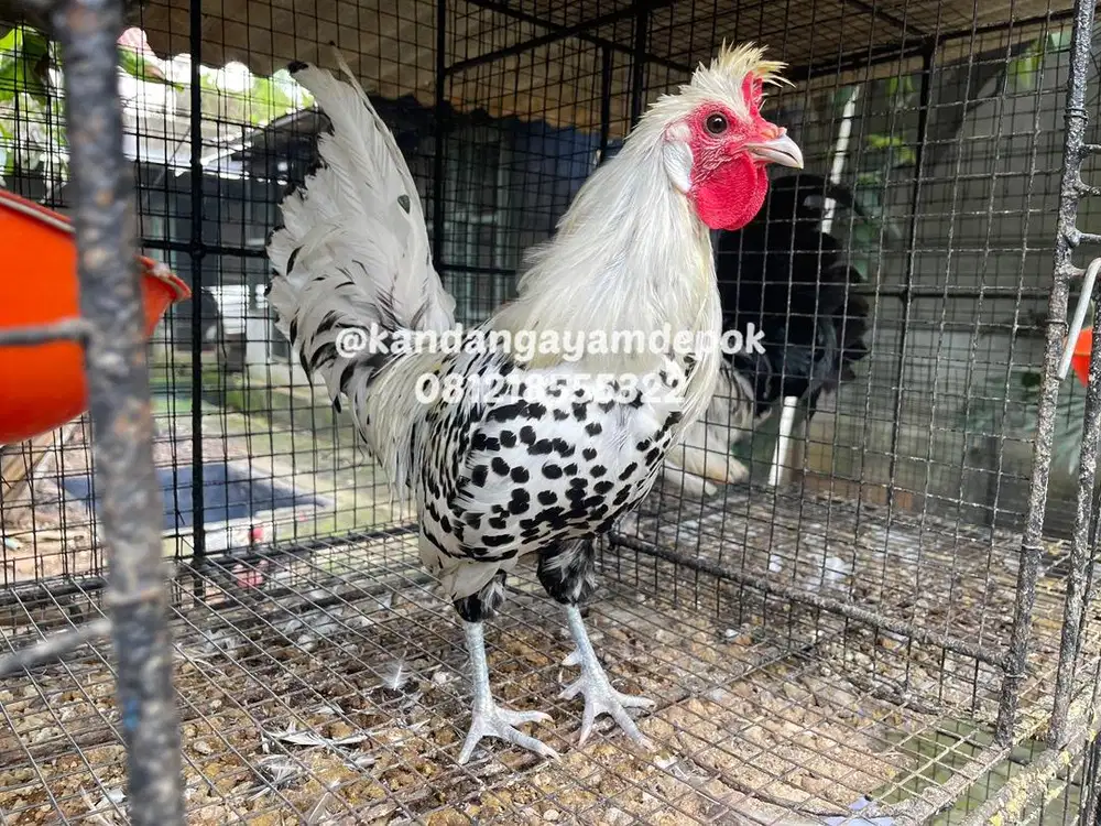 Ayam appanzel jantan