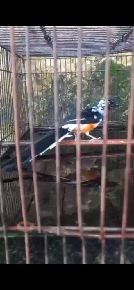 Murai jantan blorok extreme