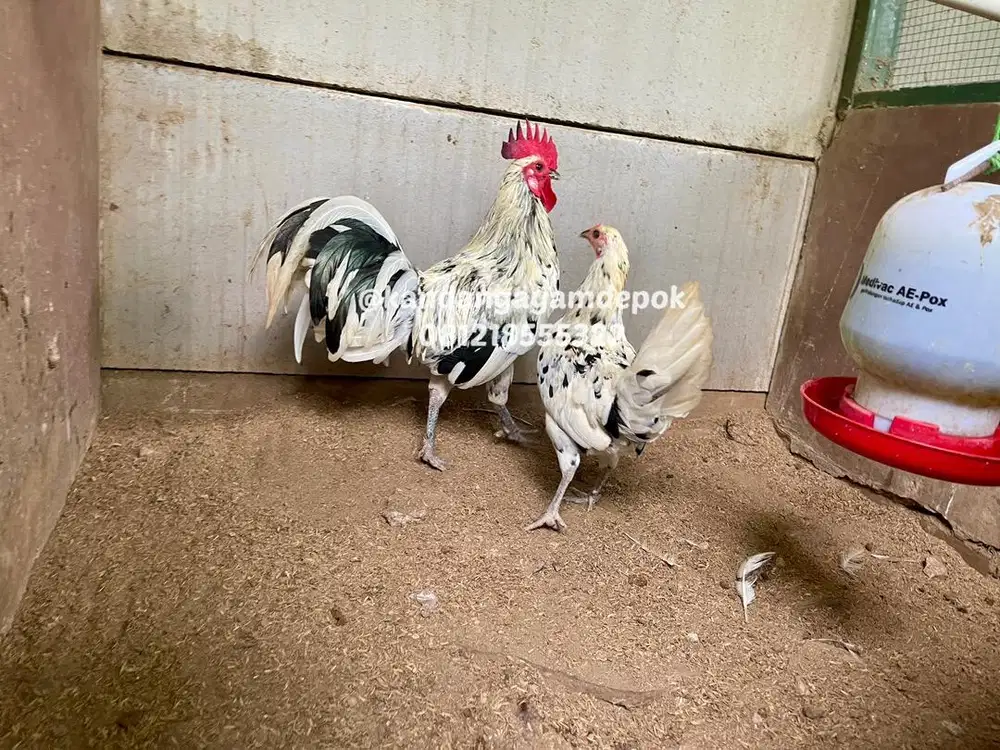 Ayam hias sepasang