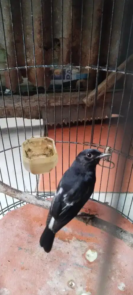 Decu ( kacer mini ) riwikan pastol voer total.