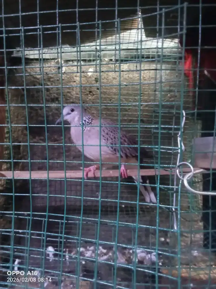 Tekukur cemong kuk 2 paten