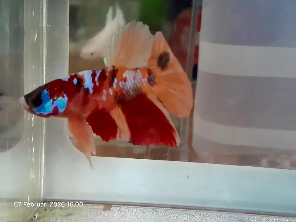 Cupang nemo series + box