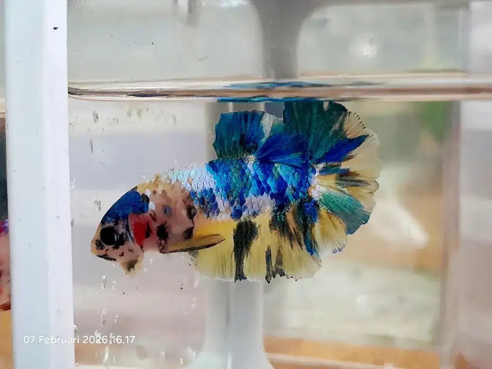 Cupang yellow multi + boc