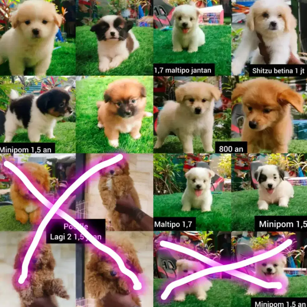 Maltipo maltipom & pom & Shitzu