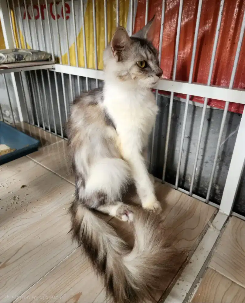 Kucing mix mainecoon, flatnose dan persimed