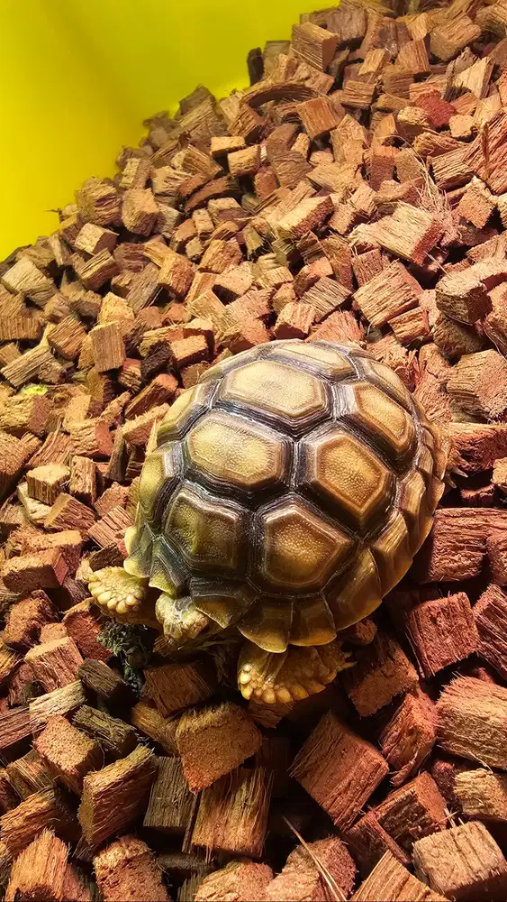 Sulcata murah sehat 8cm + accesoris