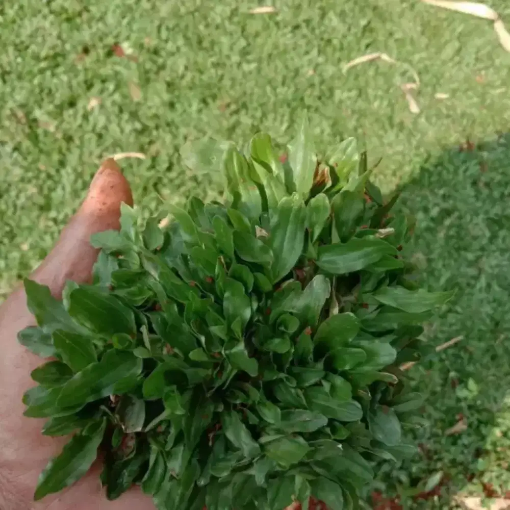 Jual rumput & jasa pembuTan taman