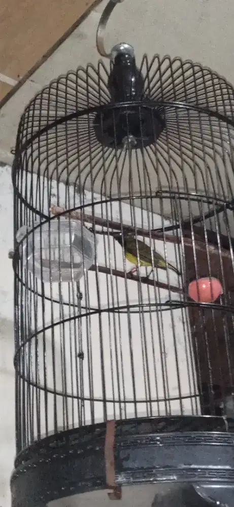 KANDANG BURCIL FULSET