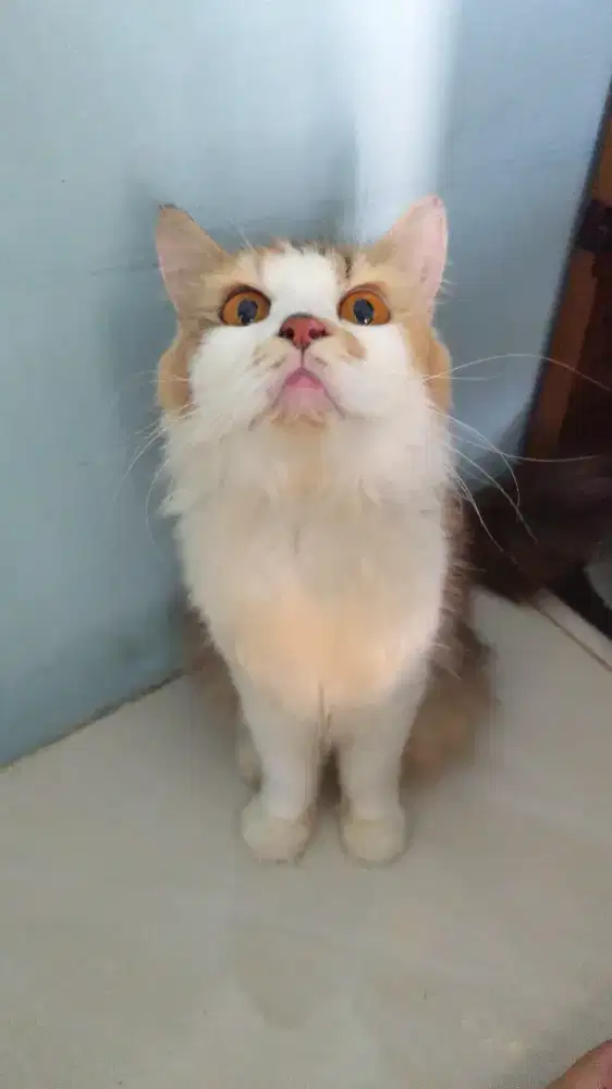 Dijual Indukan Kucing Manja dan Nurut