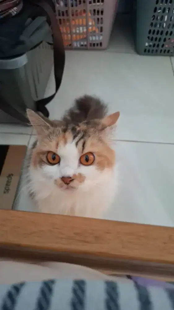 Dijual Kucing Betina Manja dan Nurut