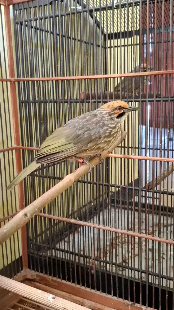 Cucak rowo dewasa usia 2 tahun