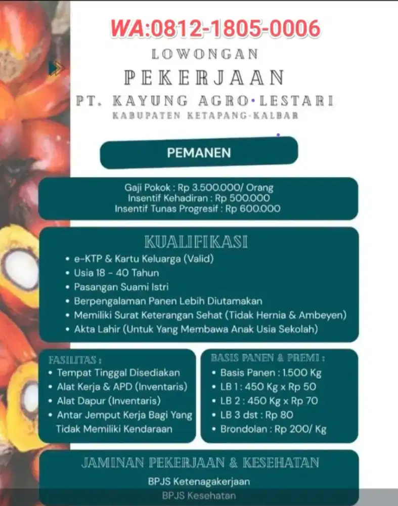 Loker perkebunan kelapa sawit