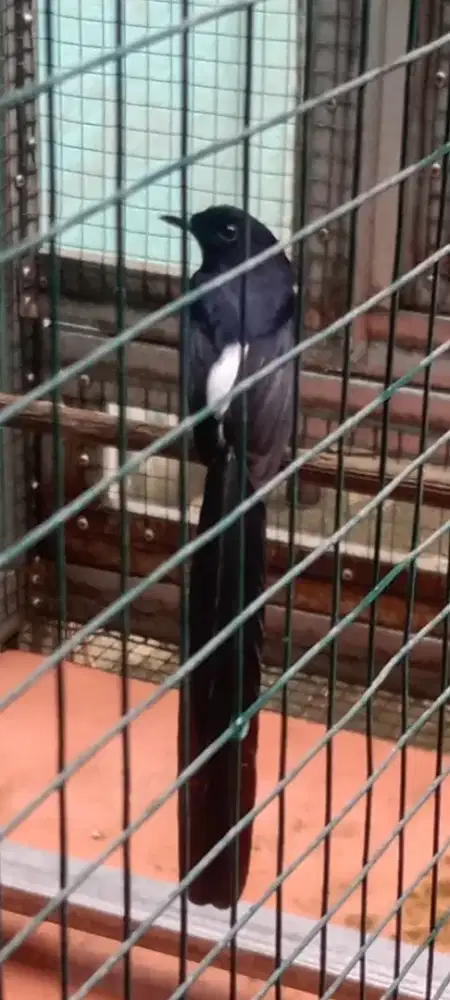 Murai medan ekor panjang hrian rajin fighter usia muda prospekkan