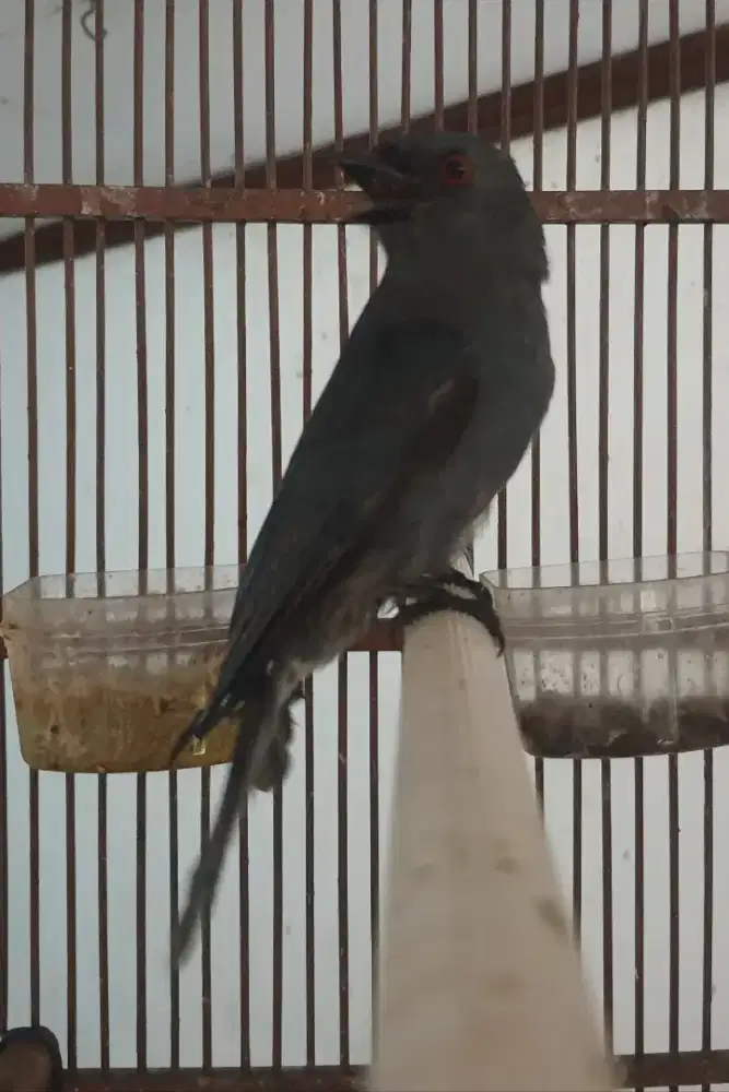 Sri gunting abu bahan tp rajin