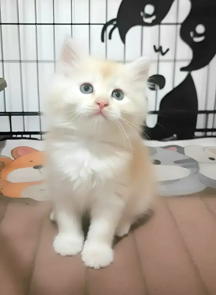 Kucing persia betina