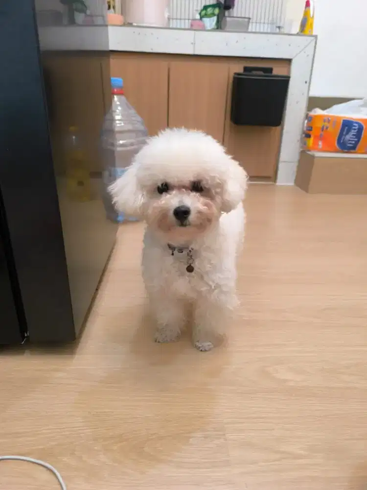 Boneka Hidup! Toy Poodle Putih - Siap Adopsi