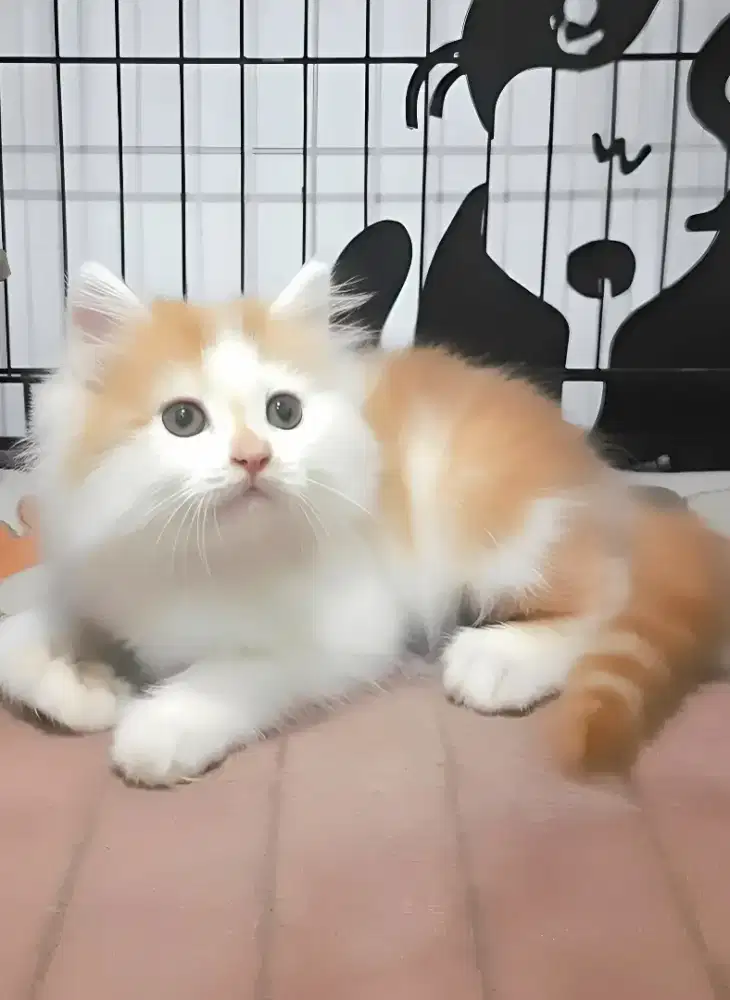 Kucing persia jantan