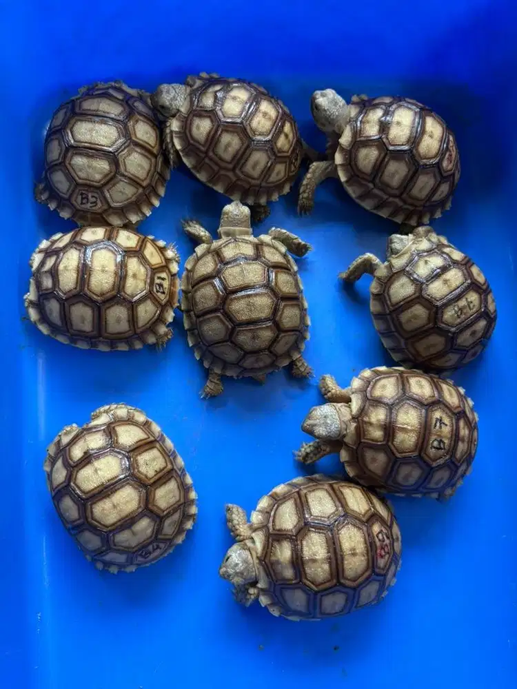 sulcata kura darat size 6-6.5 cm