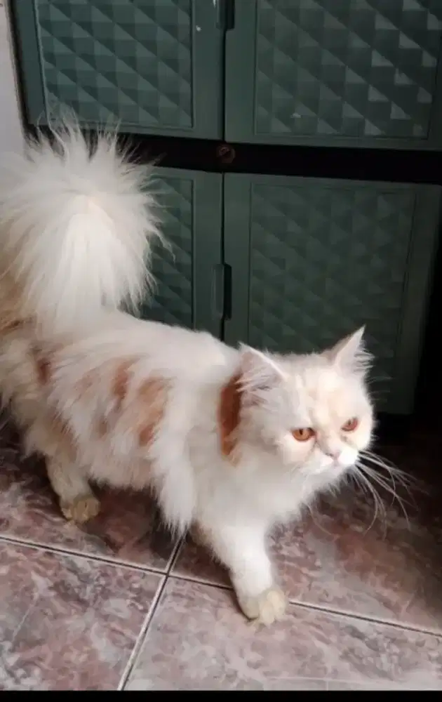 Kucing Persia Flatnose