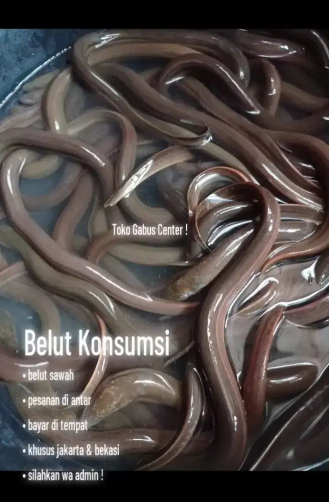 Belut geprek terfavorit