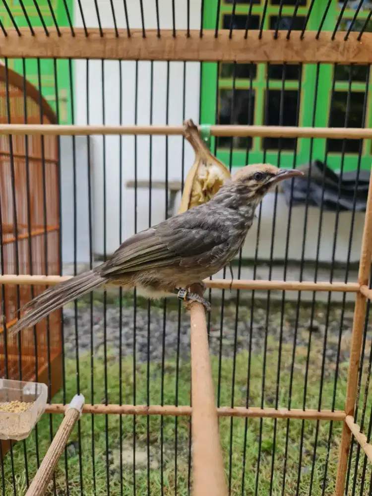 Cucak Rowo remaja trah hutan prospek body big