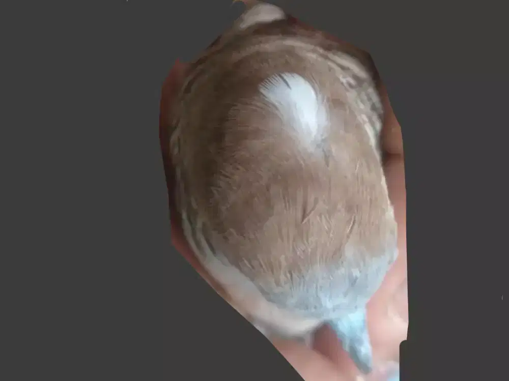 Perkutut Satrio pinayungan lokal super