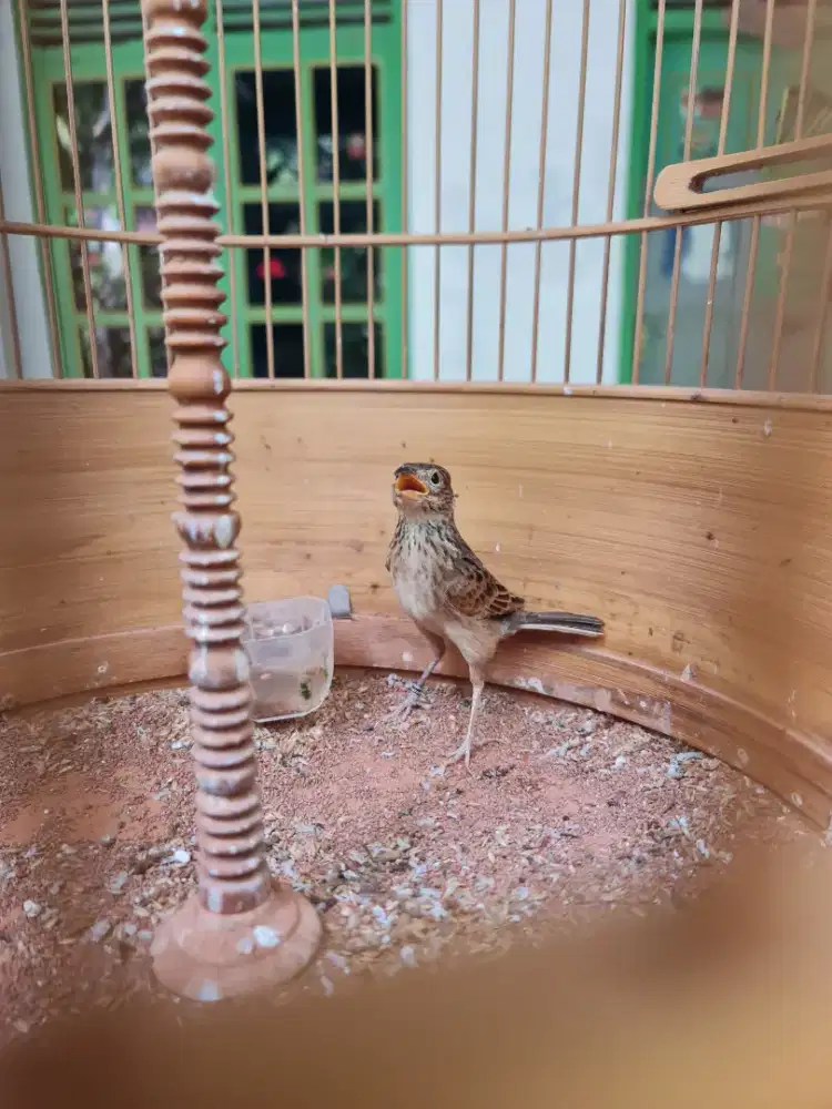 Branjangan Java jantan gacoor isian banyak