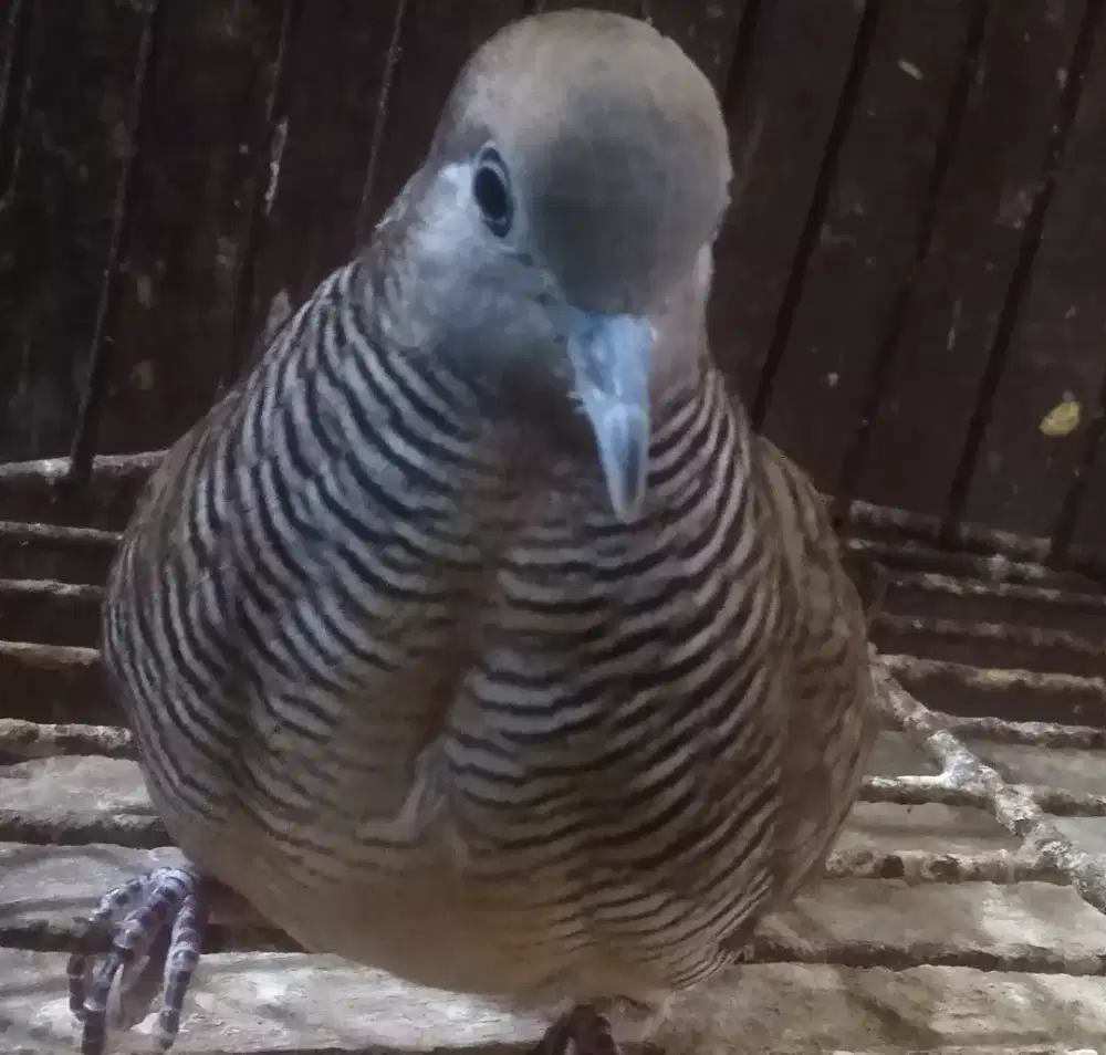 Perkutut pancuran mas Kalung tepuk