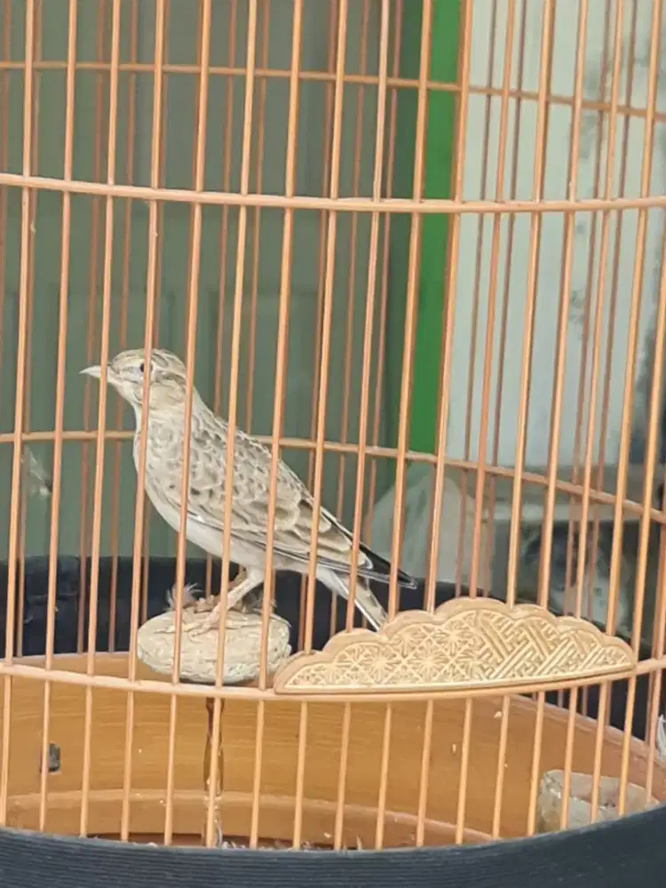 Calandra jinak gacor body big