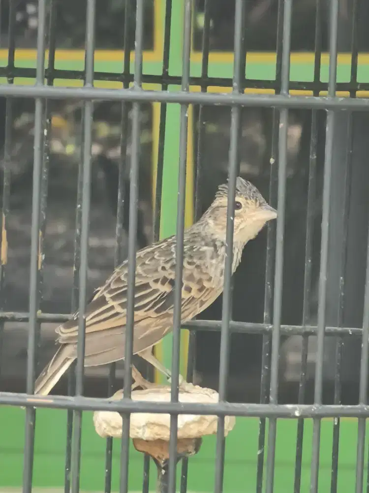 Branjangan parva jantan jinak gacor Isian