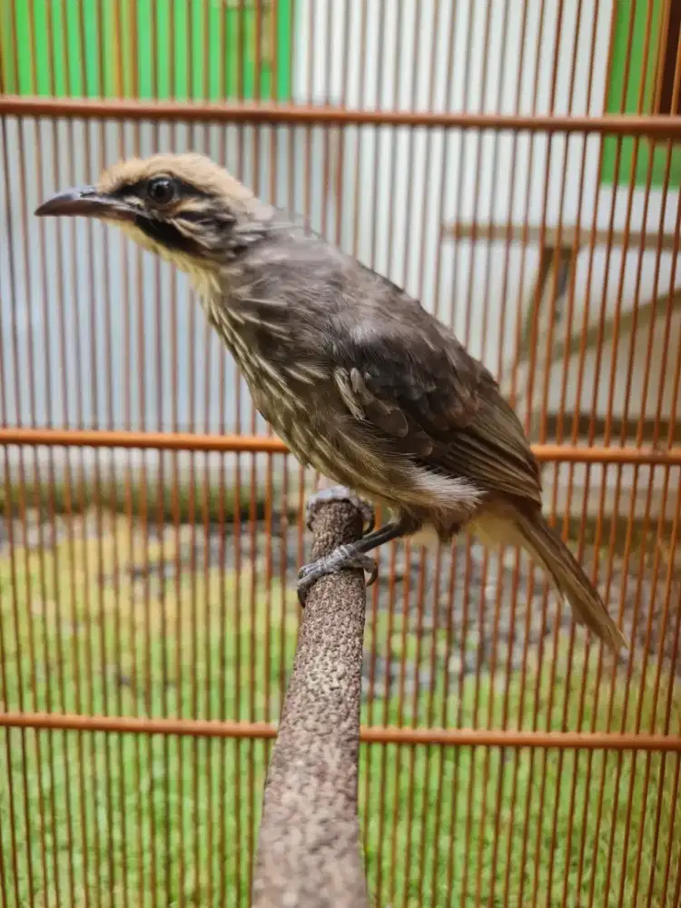 Cucak rowo trah ropel bagus