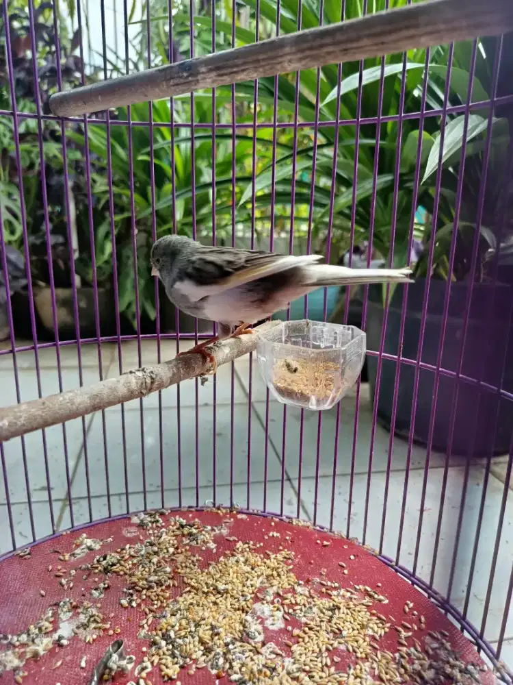 BURUNG KENARI STARBLUE PANDA