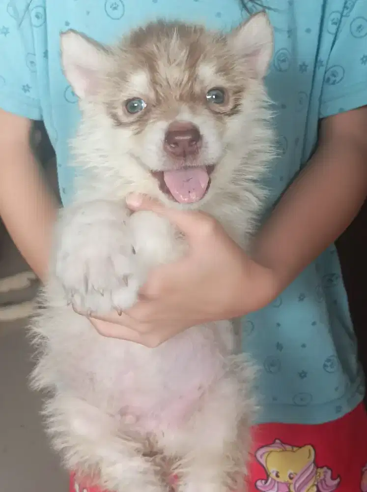 Husky X malamute puppies big bone