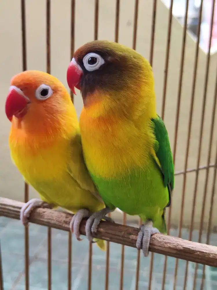 Lovebird sepasang - siap kawin