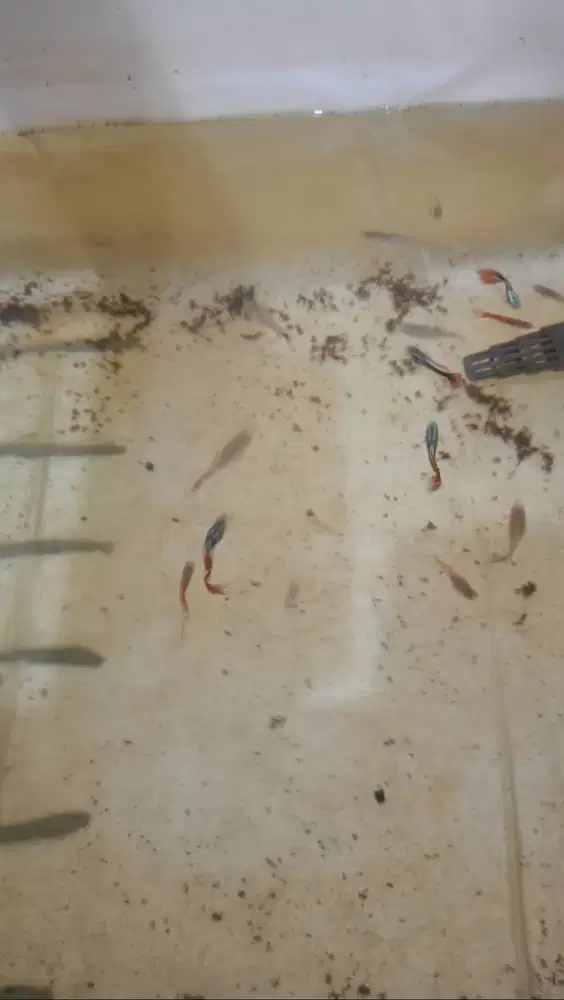 Anakan gupy dragon 2 varian