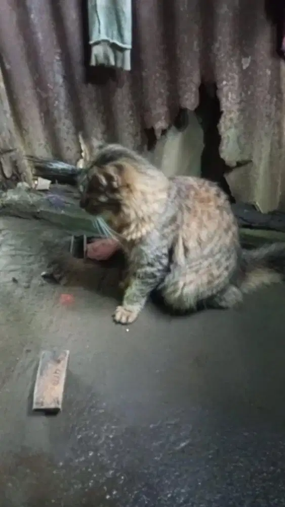 Kucing anggora Besar