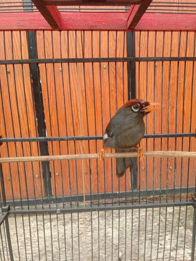 Poksay ngo'ek nyiul berisik FS