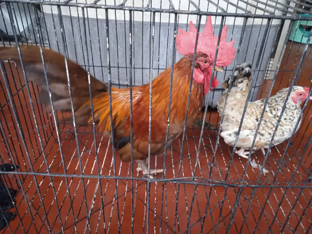 Sepasang ayam Kate + kandang gemuk lucu jinak